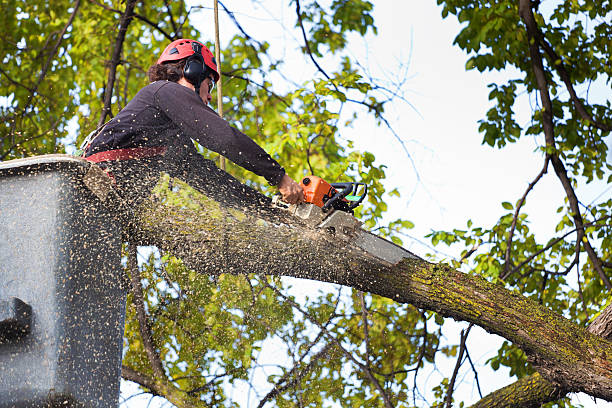 Why Choose Our Tree Removal Services in Woodland, CA?